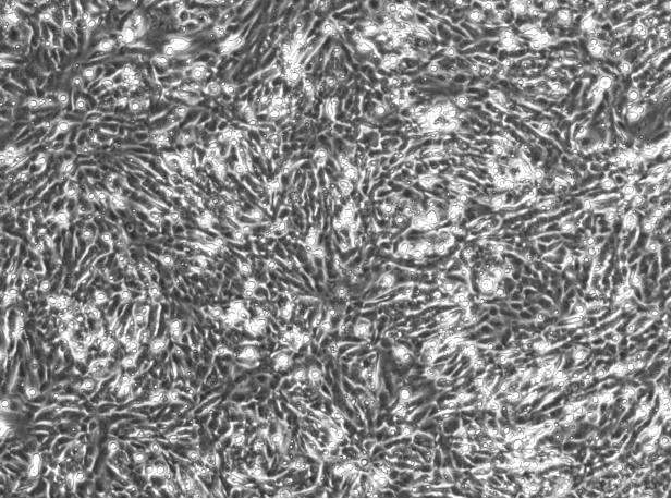 OriCell<sup>®</sup>SK-N-AS人神经母细胞瘤细胞系