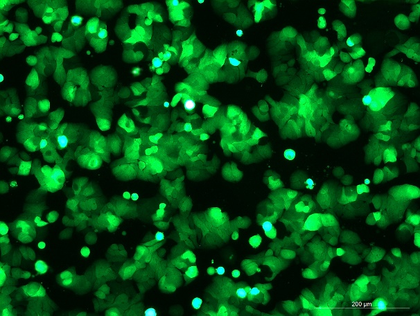 None OriCell<sup>®</sup>HT-29 with GFP H1-0703