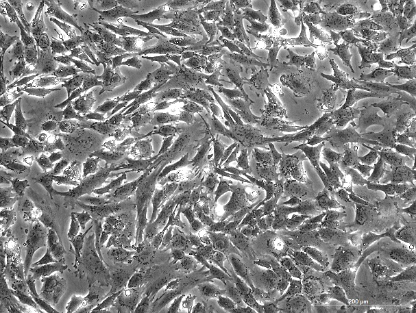 None OriCell<sup>®</sup>RGC-5小鼠视网膜神经节细胞系 M8-0801
