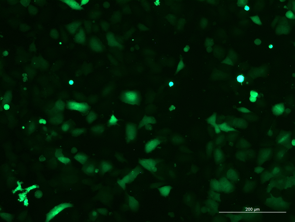 None OriCell<sup>®</sup>HPDE6-C7 with Luciferase & GFP H1-3205