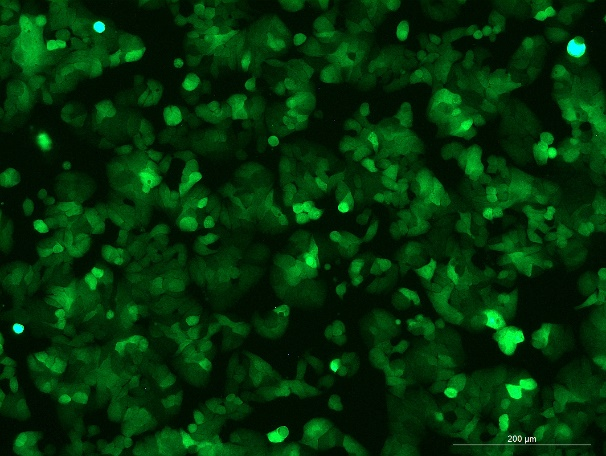 OriCell<sup>®</sup>HT-29 with Luciferase & GFP