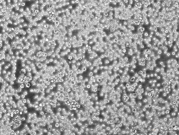 OriCell<sup>®</sup>NB4人急性早幼粒细胞白血病细胞系