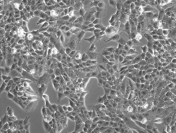 OriCell<sup>®</sup>UMR-106大鼠骨肉瘤细胞系