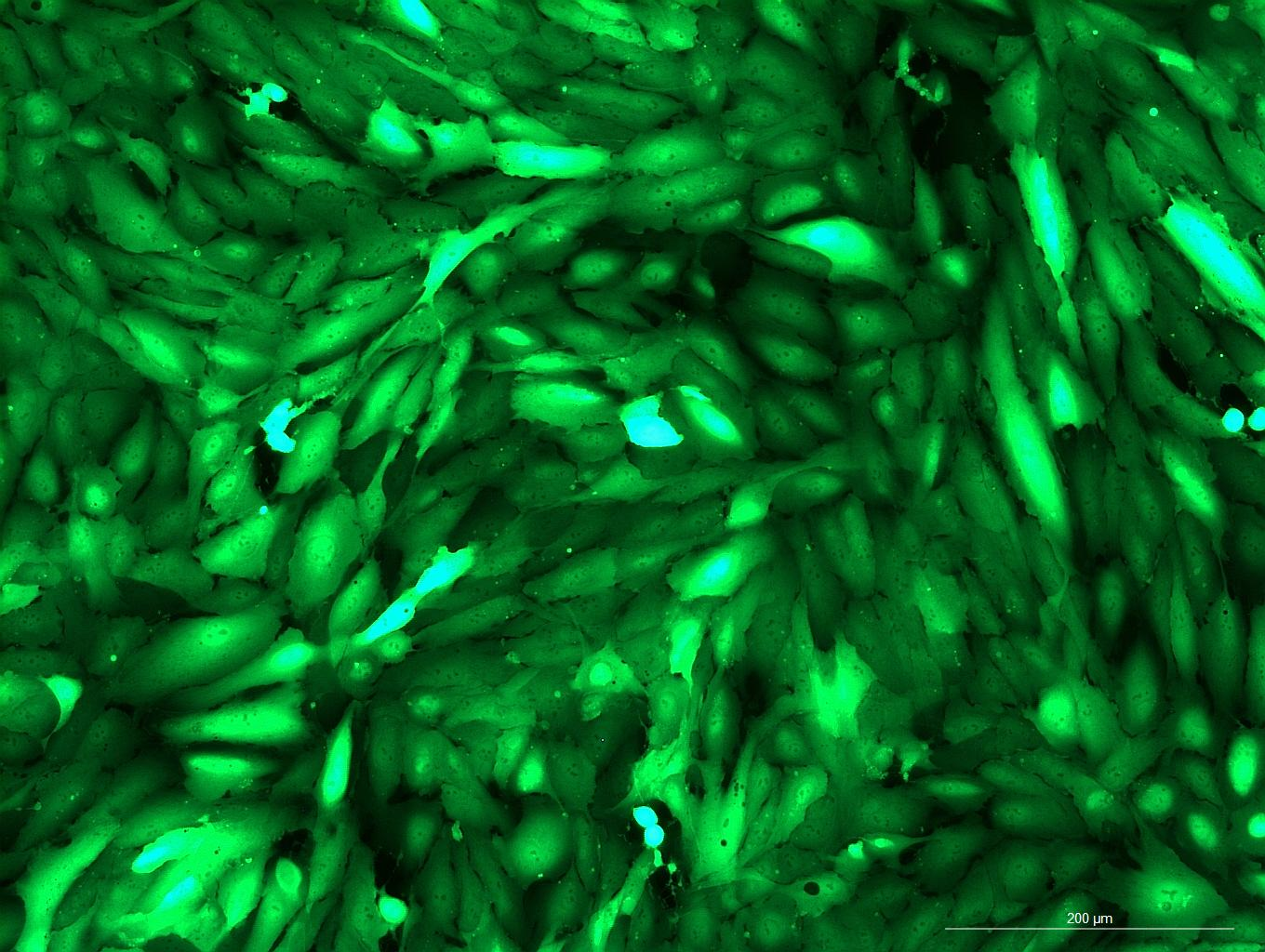 OriCell<sup>®</sup>ARPE-19 with GFP