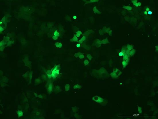 OriCell<sup>®</sup>FaDu with Luciferase & GFP
