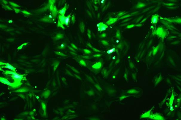 OriCell<sup>®</sup>H9c2(2-1) with GFP