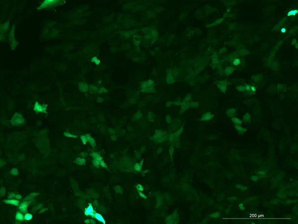 OriCell<sup>®</sup>TM3 with Luciferase & GFP