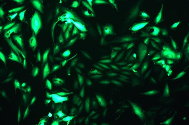 OriCell<sup>®</sup>A-498 with GFP