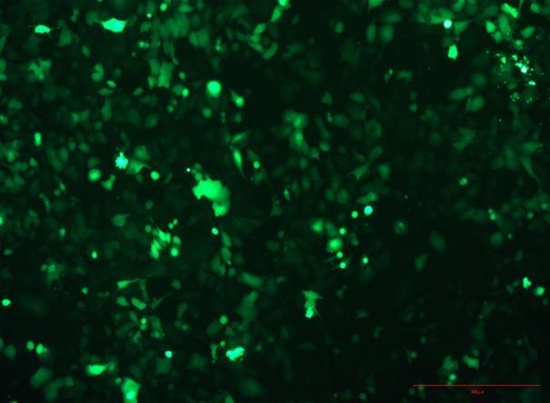 OriCell<sup>®</sup>NCI-H23 with Luciferase & GFP