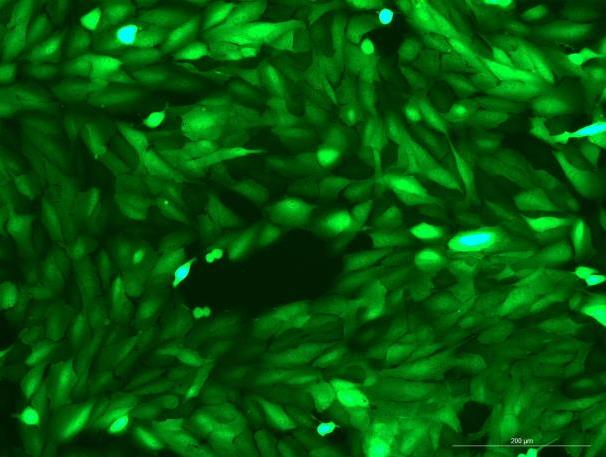 OriCell<sup>®</sup>ARPE-19 with Luciferase & GFP