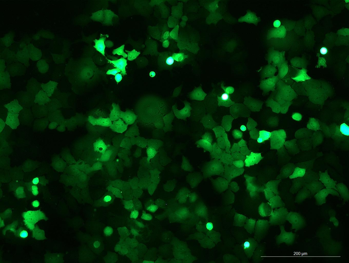 OriCell<sup>®</sup>FaDu with GFP