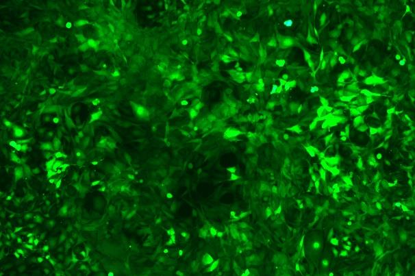 OriCell<sup>®</sup>HT-22 with GFP