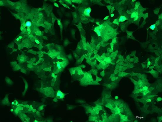 OriCell<sup>®</sup>HCC827 with GFP