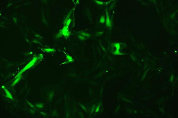 OriCell<sup>®</sup>H9c2(2-1) with Luciferase & GFP