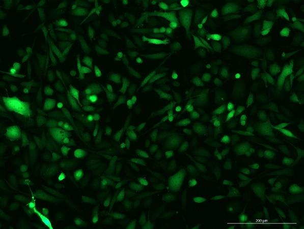 OriCell<sup>®</sup>PC-3 with Luciferase & GFP