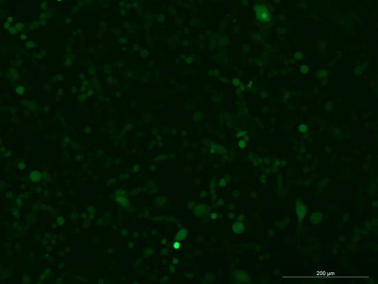 OriCell<sup>®</sup>LLC with Luciferase & GFP