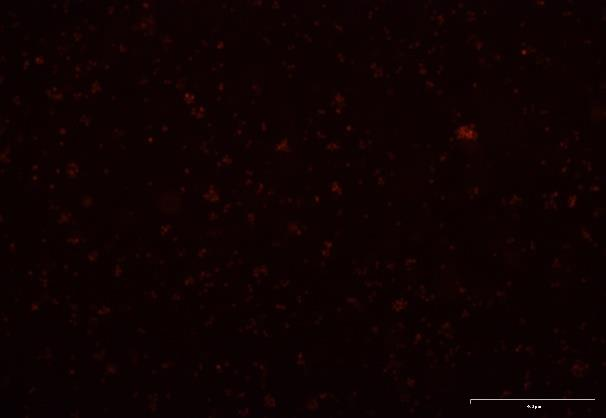 OriCell<sup>®</sup>A20 with Luciferase & RFP
