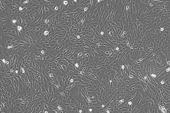 OriCell<sup>®</sup>SJSA-1 人骨肉瘤细胞系