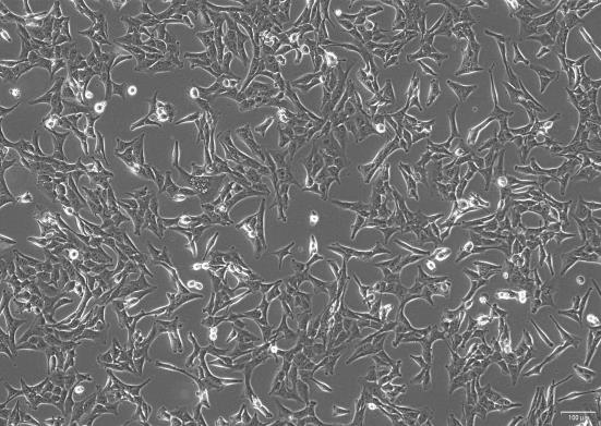 OriCell<sup>®</sup>SN12C 人肾癌细胞系