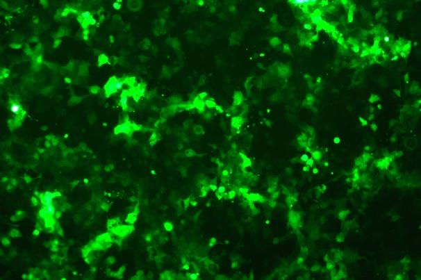 OriCell<sup>®</sup>JEG-3 with GFP