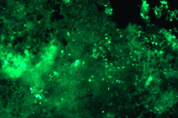 OriCell<sup>®</sup>293T with Luciferase & GFP