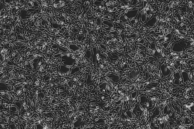 OriCell<sup>®</sup>PA317 小鼠成纤维细胞系