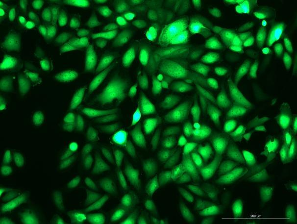 OriCell<sup>®</sup>HK-2 with GFP