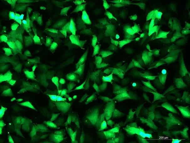 OriCell<sup>®</sup>TCCSUP with GFP
