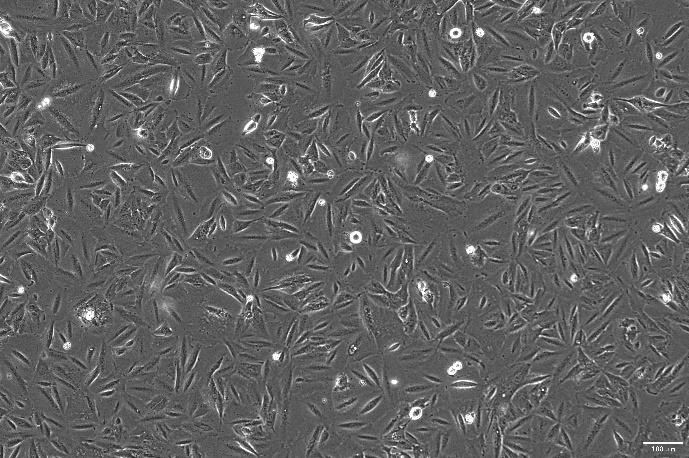 OriCell<sup>®</sup>NCI-H1563 人非小细胞肺癌细胞系