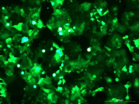 OriCell<sup>®</sup>Ishikawa with GFP