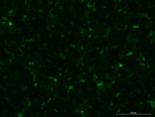 OriCell<sup>®</sup>A375 with Luciferase & GFP