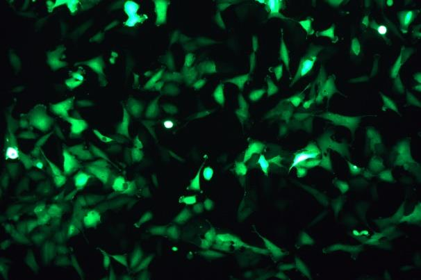 OriCell<sup>®</sup>T98G with GFP