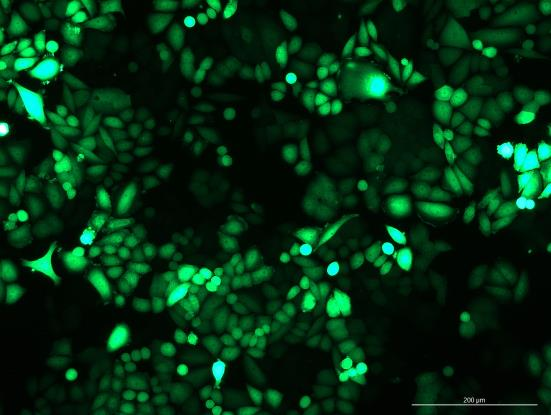 None OriCell<sup>®</sup>SiHa with GFP H6-0803