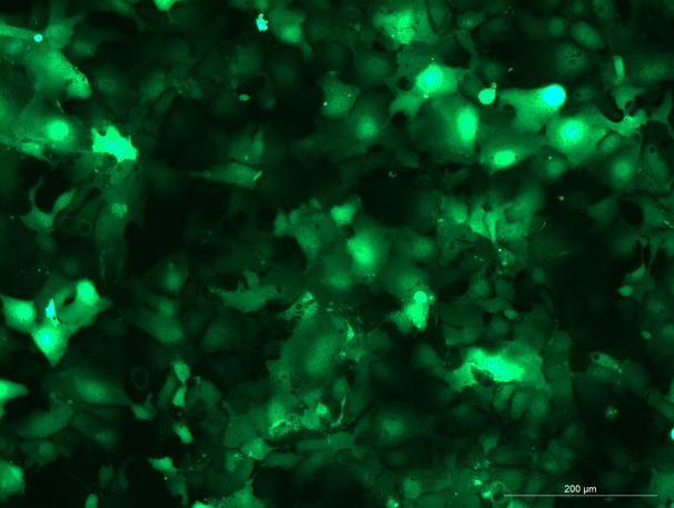 OriCell<sup>®</sup>HEP 3B2.1-7 with Luciferase & GFP