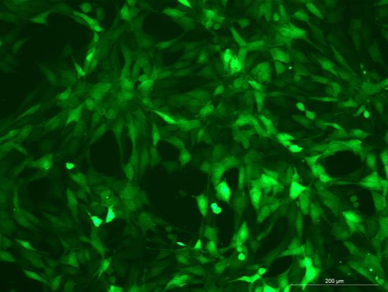 OriCell<sup>®</sup>NIH/3T3 with Luciferase & GFP