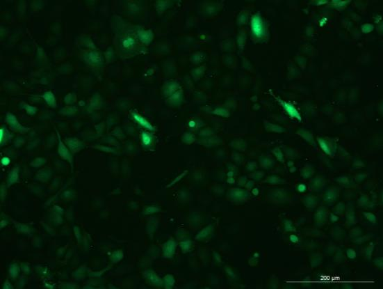 OriCell<sup>®</sup>NCI-H1650 with Luciferase & GFP