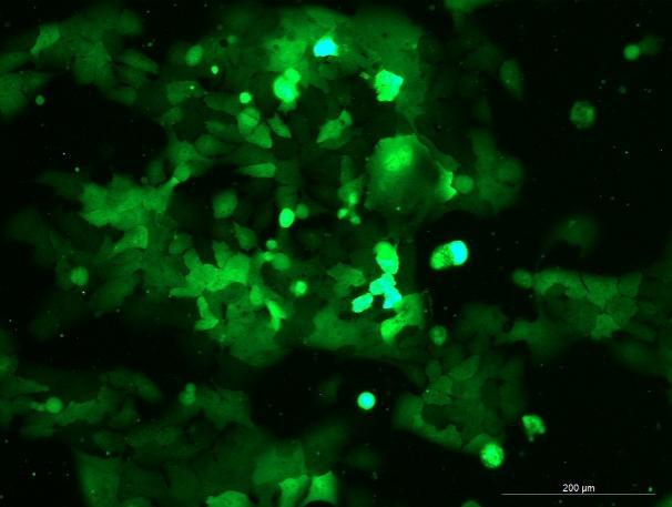 OriCell<sup>®</sup>NCI-H441 with GFP