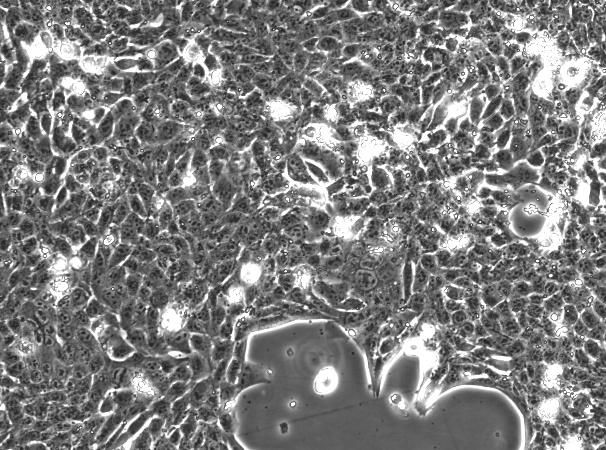 OriCell<sup>®</sup>4T1 with Luciferase