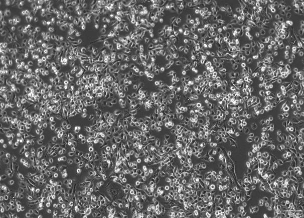 OriCell<sup>®</sup>IHH-4 人甲状腺癌细胞系