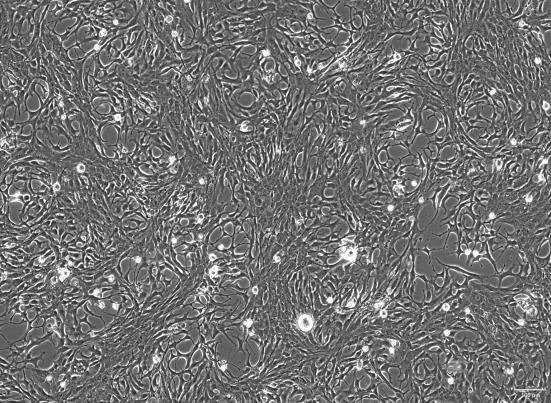 OriCell<sup>®</sup>C8-D1A 小鼠星形胶质细胞系