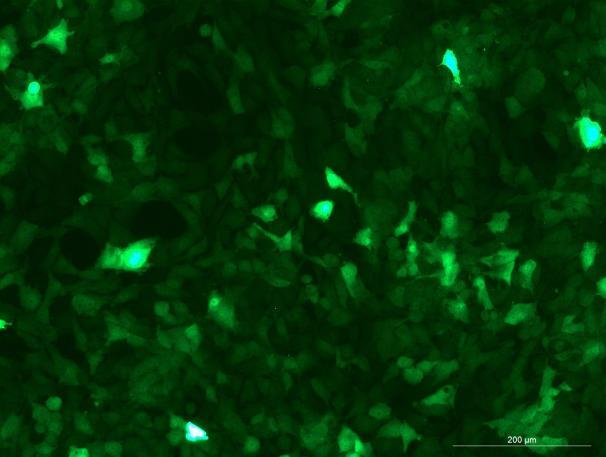 OriCell<sup>®</sup>TM3 with GFP