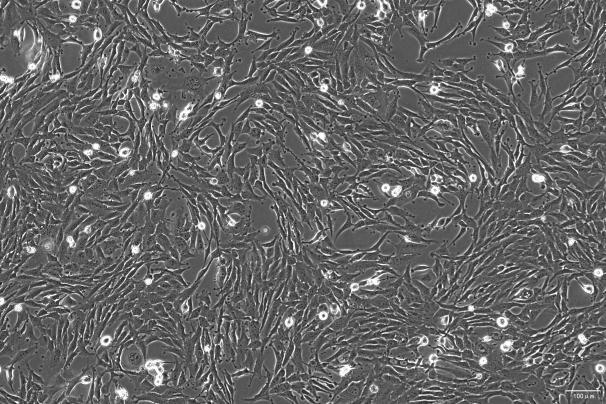 OriCell<sup>®</sup>RF/6A 猴视网膜内皮细胞系