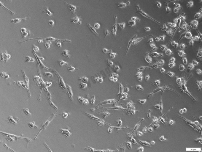 iPSC-Microglia（小胶质细胞）