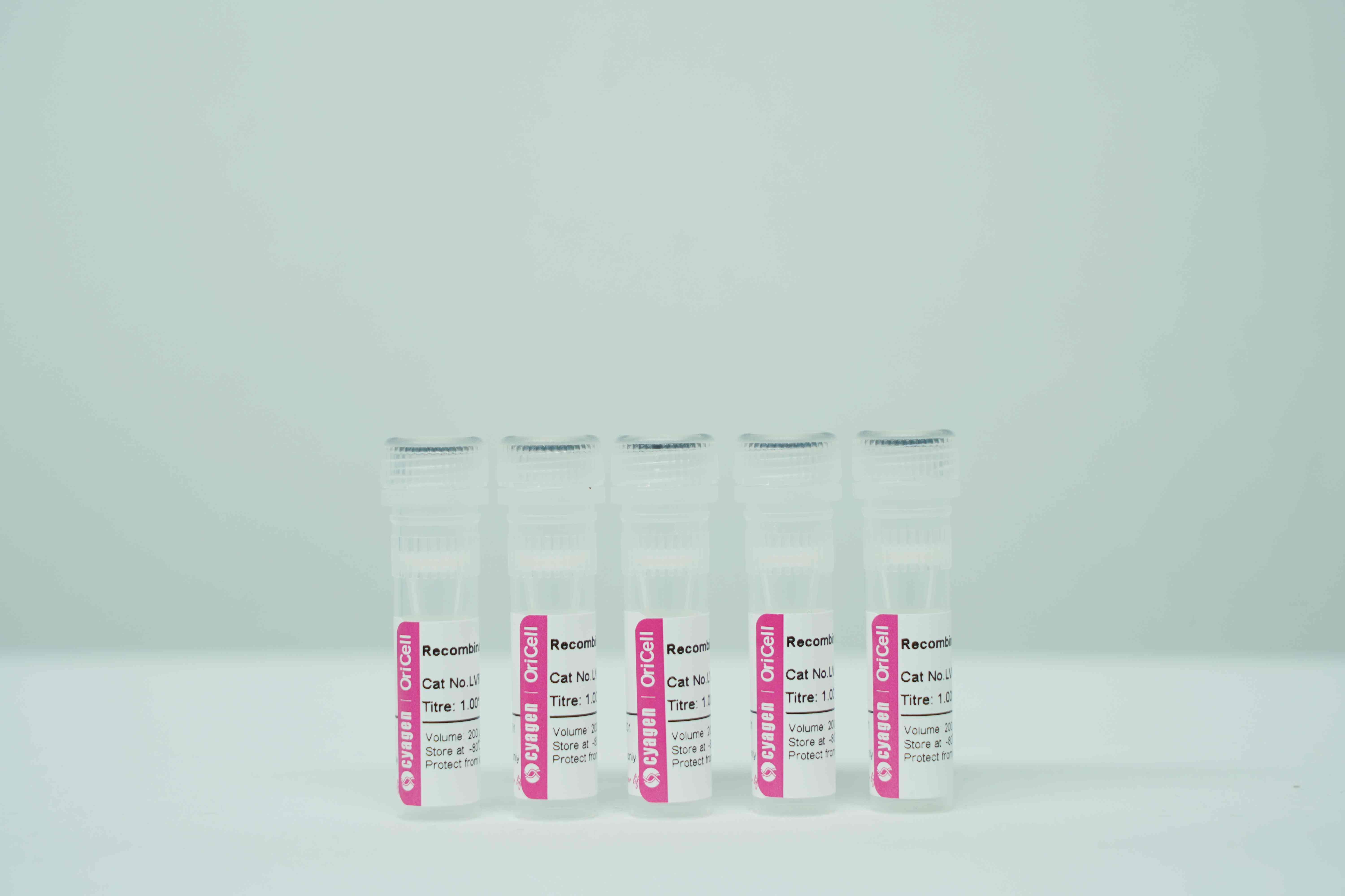 OriCell<sup>®</sup>带有荧光素酶和红色荧光蛋白基因的重组慢病毒