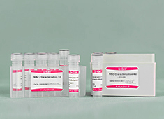 大鼠间充质干细胞检测试剂盒 OriCell<sup>®</sup>间充质干细胞（大鼠）表面标记检测试剂盒 RAXMX-09011