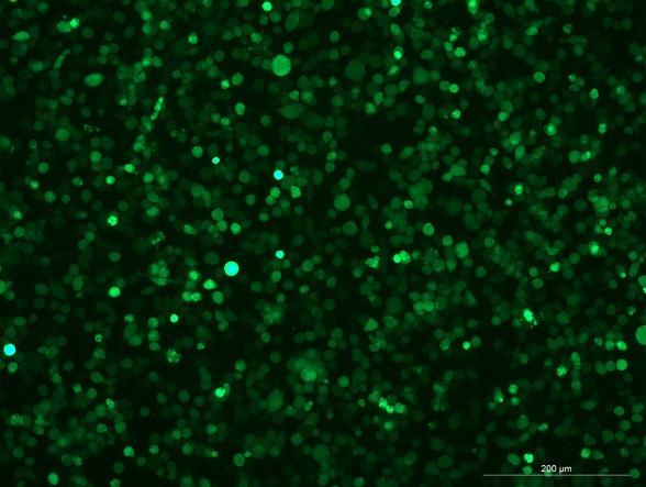 OriCell<sup>®</sup>BV-2 with Luciferase & GFP