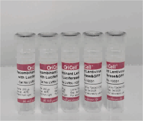 OriCell<sup>®</sup>带有荧光素酶和绿色荧光蛋白基因的重组慢病毒