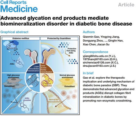 上海大学研究团队揭示糖尿病骨矿化障碍的分子机制