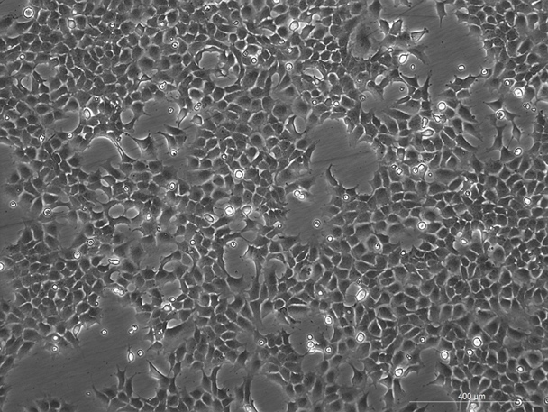 None 293-L.P人胚肾细胞系 H4-0301