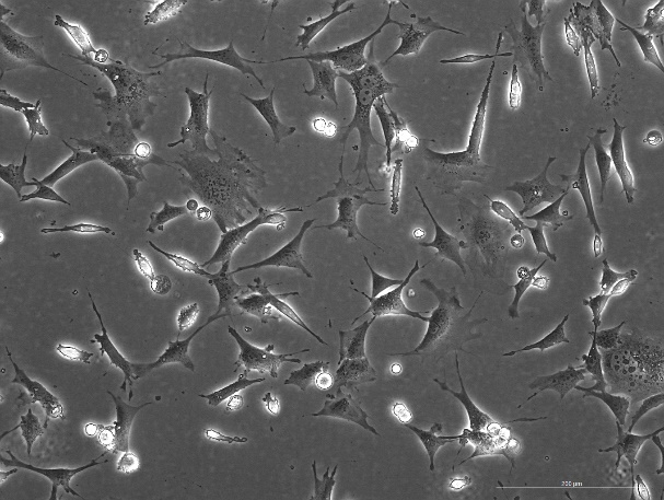OriCell<sup>®</sup>3T3-L1 小鼠胚胎成纤维细胞（前脂肪细胞）系